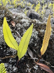 Pleopeltis macrocarpa