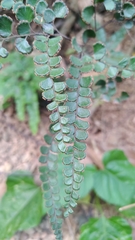 Adiantum flabellulatum