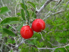 Ibervillea tenuisecta