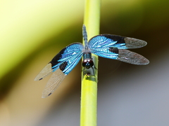 Rhyothemis resplendens