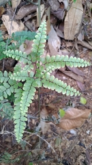 Adiantum flabellulatum