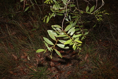 Acacia complanata