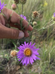 Dieteria bigelovii