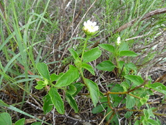 Lantana achyranthifolia