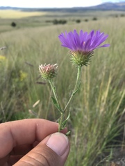 Dieteria bigelovii