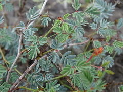 Hoffmannseggia glauca