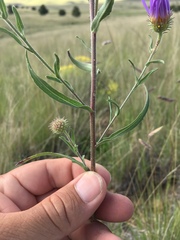 Dieteria bigelovii