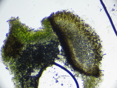 Nesolechia oxyspora oxyspora