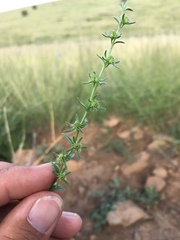 Lappula occidentalis