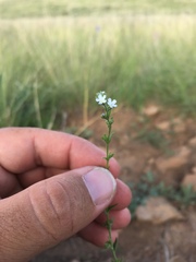 Lappula occidentalis