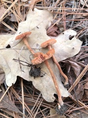 Laccaria trichodermophora