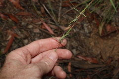 Cymbopogon refractus
