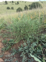 Lappula occidentalis