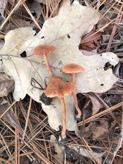 Laccaria trichodermophora