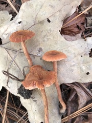 Laccaria trichodermophora