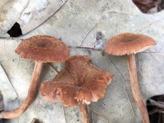 Laccaria trichodermophora