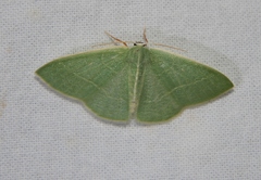 Neromia rubripunctilla