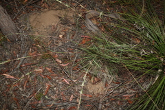 Cymbopogon refractus