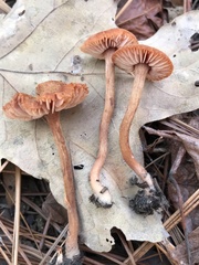 Laccaria trichodermophora