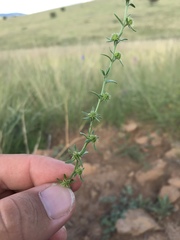 Lappula occidentalis