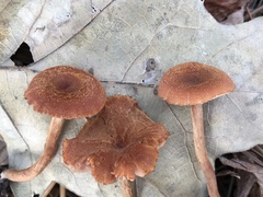 Laccaria trichodermophora