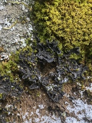 Leptochidium albociliatum