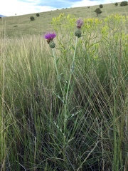 Cirsium wheeleri