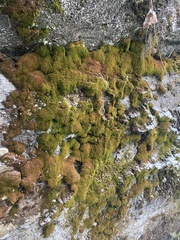 Leptochidium albociliatum