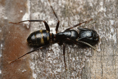 Camponotus quadrinotatus
