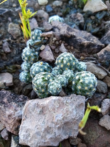 Mammillaria saboae ssp. haudeana