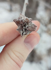 Rabdophaga rosaria