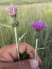 Cirsium wheeleri