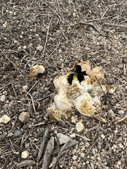 Agaricus deserticola