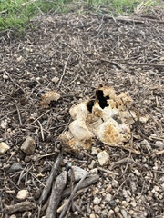 Agaricus deserticola