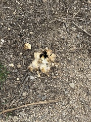 Agaricus deserticola