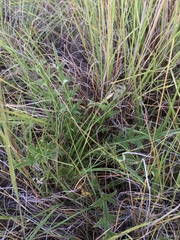 Cirsium wheeleri