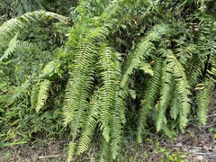 Nephrolepis biserrata