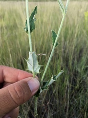 Cirsium wheeleri
