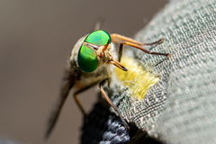 Scaptia auriflua