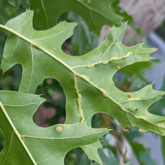 Macrodiplosis qoruca