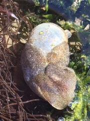 Papawera zelandiae