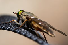 Scaptia auriflua