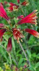 Alstroemeria psittacina