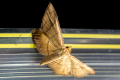 Hypolamprus ypsilon