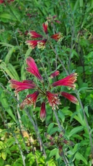 Alstroemeria psittacina