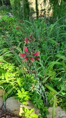 Alstroemeria psittacina