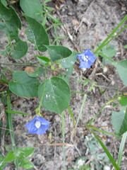 Jacquemontia pentanthos