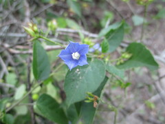 Jacquemontia pentanthos