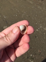 Papawera zelandiae