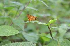 Taractrocera luzonensis